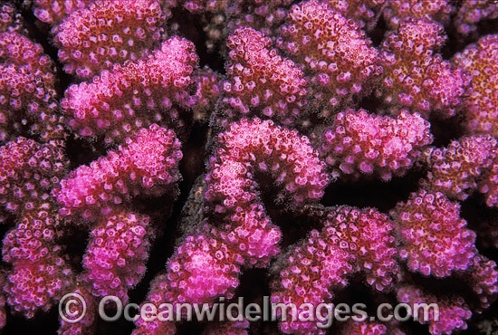 Pocillopora Coral Pocillopora meandrina photo