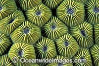 Faviid Coral Diploastrea heliopora Photo - Gary Bell