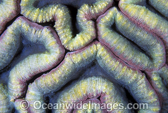 Mussid Coral Lobophyllia hemprichii photo