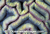 Mussid Coral Lobophyllia hemprichii Photo - Gary Bell