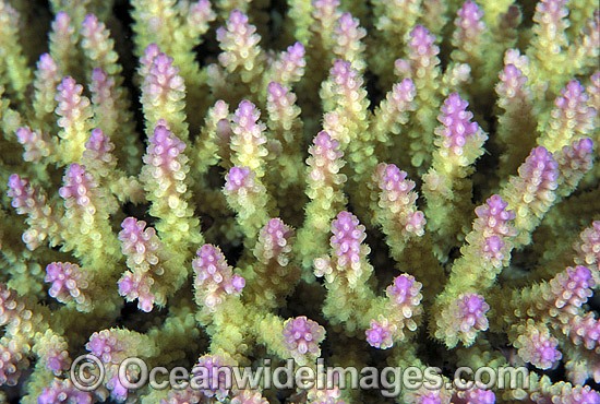 Acropora Coral (Acropora sp.) detail. Great Barrier Reef, Queensland, Australia Photo - Gary Bell