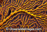 Gorgonian Fan Coral Great Barrier Reef Photo - Gary Bell
