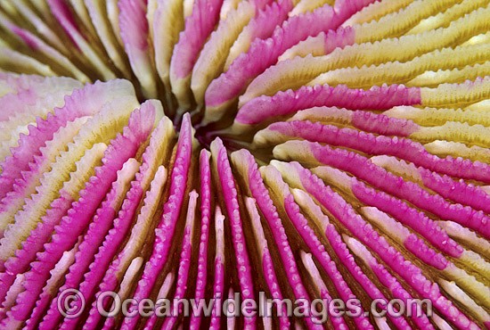 Mushroom Coral Great Barrier Reef photo