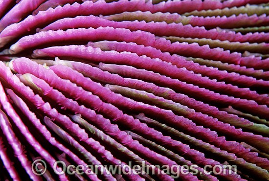 Mushroom Coral photo