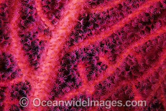 Gorgonian Fan Coral detail. Great Barrier Reef, Queensland, Australia Photo - Gary Bell