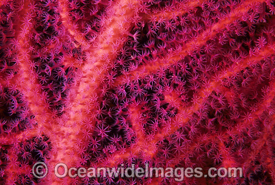Gorgonian Fan Coral photo Gorgonian Fan Coral photo