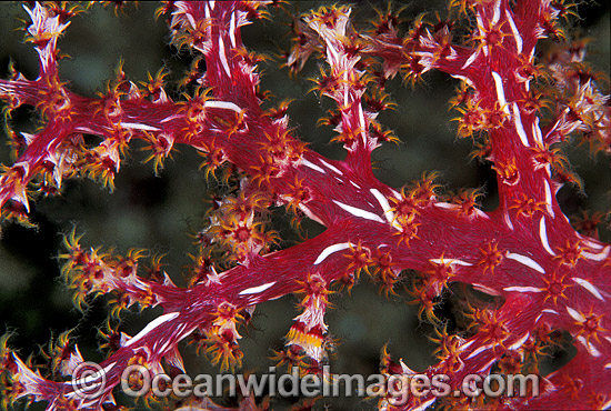 Soft Coral Great Barrier Reef photo