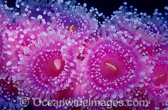 Colony of Jewel Anemones (Corynactis australis) detail. Southern Australia Photo - Gary Bell Colony of Jewel Anemones (Corynactis australis) detail. Southern Australia Photo - Gary Bell