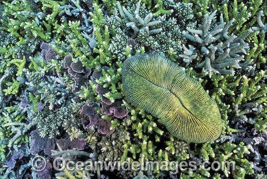 Mushroom Coral Ctenactis sp. photo