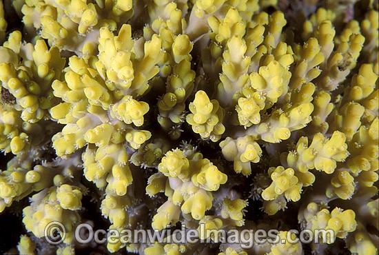 Acropora Coral Great Barrier Reef photo