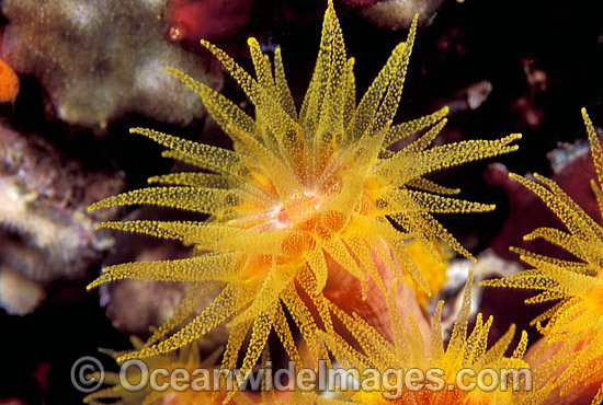 Sunshine Coral Tubastraea photo