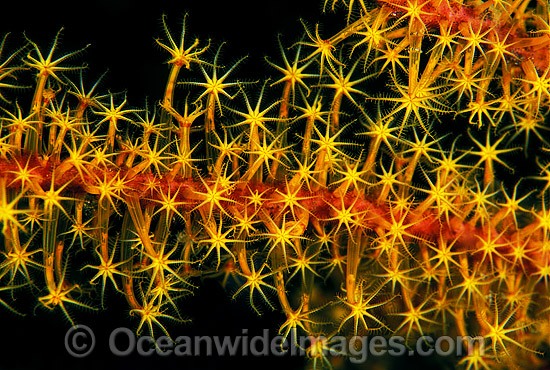 Whip Coral (Ellisella sp.) detail. Great Barrier Reef, Queensland, Australia Photo - Gary Bell
