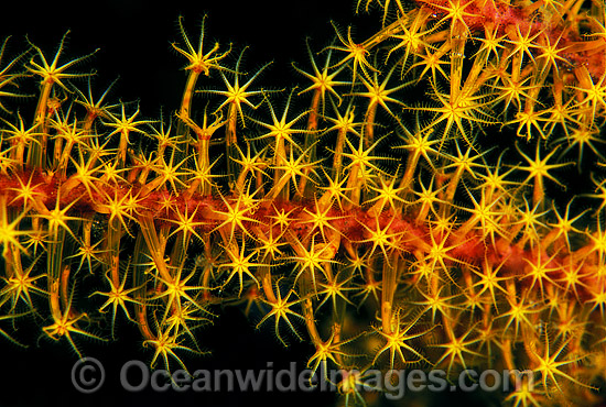 Whip Coral Great Barrier Reef photo Whip Coral Great Barrier Reef photo