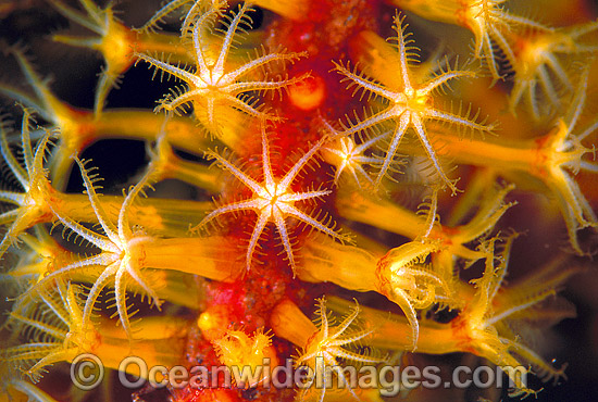 Whip Coral Great Barrier Reef photo