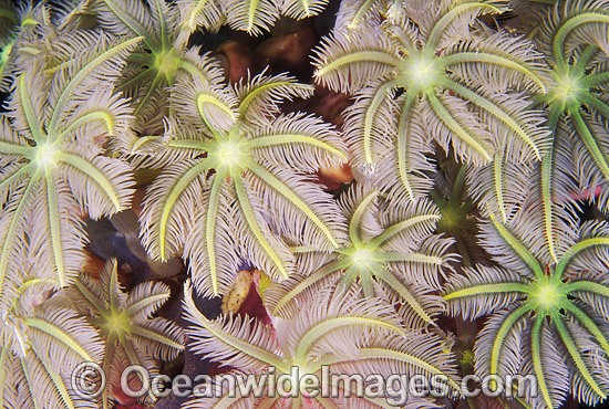 Fern Coral (Clavularia sp.) detail. Great Barrier Reef, Queensland, Australia Photo - Gary Bell