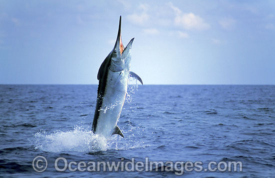 Black Marlin Makaira indica breaching photo