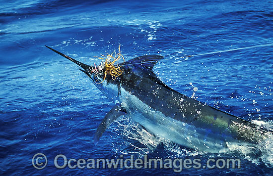 Blue Marlin Makaira mazara photo