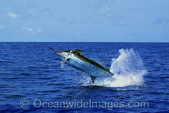 Indo-Pacific Blue Marlin (Makaira mazara) breaching on surface after taking a bait. Also known as Billfish. Great Barrier Reef, Queensland, Australia Photo - John Ashley Indo-Pacific Blue Marlin (Makaira mazara) breaching on surface after taking a bait. Also known as Billfish. Great Barrier Reef, Queensland, Australia Photo - John Ashley