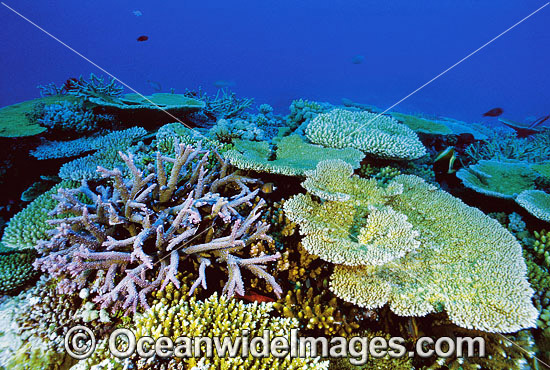 Porites Coral. Great Barrier Reef, Queensland, Australia Photo - Gary Bell Porites Coral. Great Barrier Reef, Queensland, Australia Photo - Gary Bell