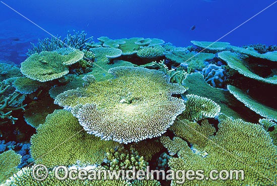 Coral Great Barrier Reef photo