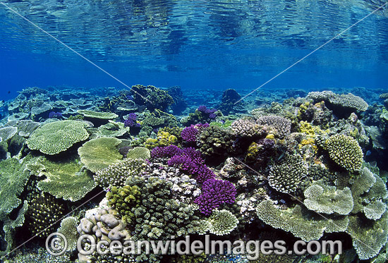Corals Great Barrier Reef photo Corals Great Barrier Reef photo