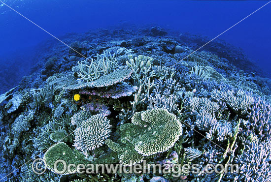 Great Barrier Reef photo