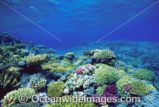 Acropora Corals Great Barrier Reef photo