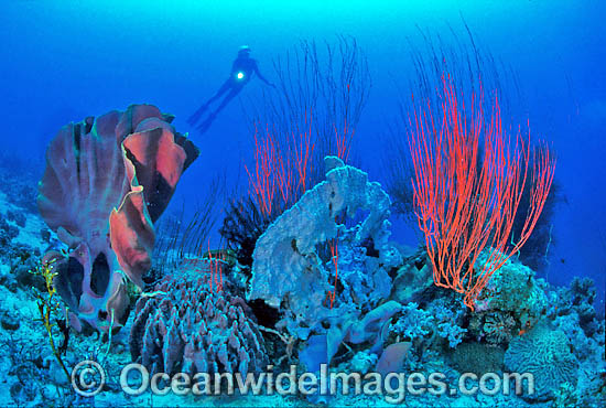 Scuba Diver and Coral reef photo Scuba Diver and Coral reef photo