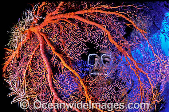 Scuba Diver on Great Barrier Reef photo