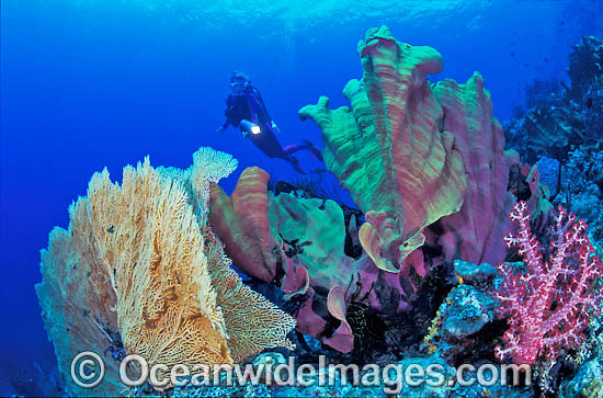 Scuba Diver and Soft Coral Garden photo