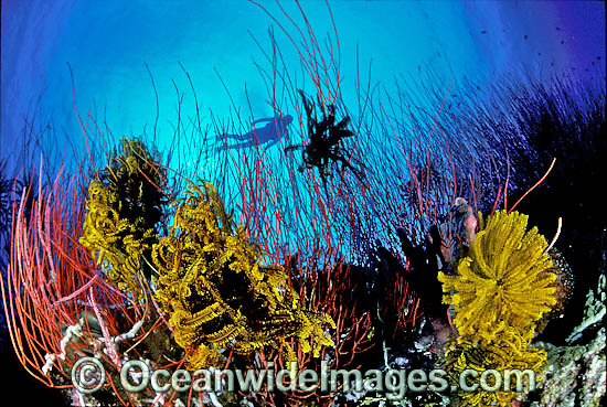 Scuba Diver and Whip Corals photo Scuba Diver and Whip Corals photo