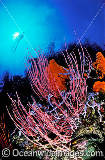 Scuba Diver and Whip Coral reef photo Scuba Diver and Whip Coral reef photo