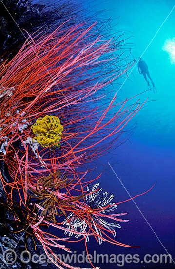 Scuba Diver exploring Whip Coral reef decorated in Crinoid Feather Stars. Indo-Pacific Photo - Gary Bell