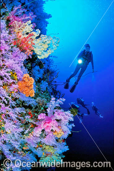 Scuba Diver with Soft Coral photo Scuba Diver with Soft Coral photo
