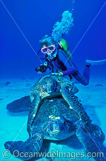 Scuba Diver with mating Green Sea Turtles (Chelonia mydas). Great Barrier Reef, Queensland, Australia. Found in tropical and warm temperate seas worldwide. Listed on the IUCN Red list as Endangered species. Photo - Gary Bell