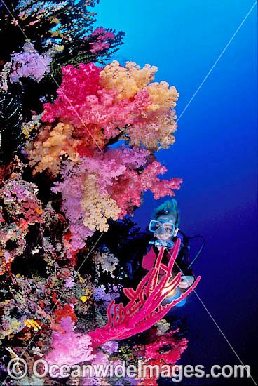 Scuba Diver exploring undersea dropoff decorated in Dendronephthya Soft Corals. Indo-Pacific Photo - Gary Bell