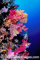 Scuba Diver and Soft Coral Photo - Gary Bell