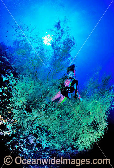 Scuba Diver and Black Coral Tree photo Scuba Diver and Black Coral Tree photo