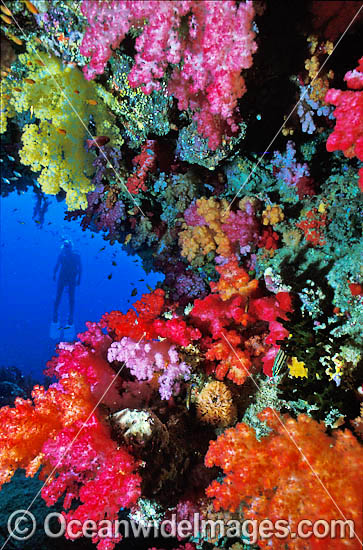 Scuba Diver with Soft Coral Tree photo Scuba Diver with Soft Coral Tree photo
