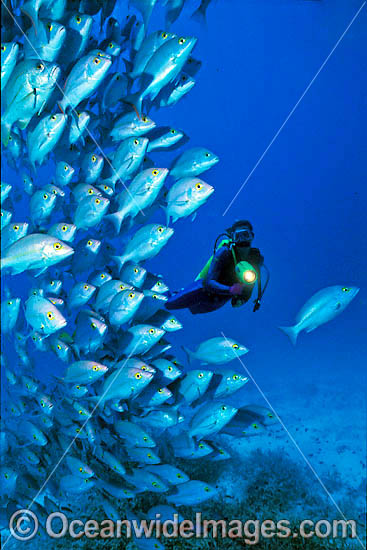 Scuba Diver with schooling Hussar Snapper (lutjanus adetii). Great Barrier Reef, Queensland, Australia Photo - Gary Bell