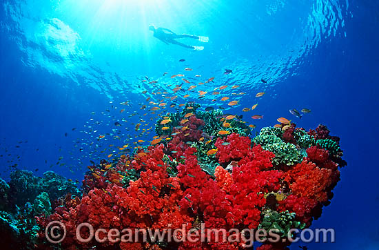 Scuba Diver exploring Soft Coral reef photo