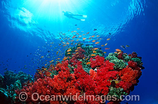 Scuba Diver exploring Soft Coral reef photo Scuba Diver exploring Soft Coral reef photo