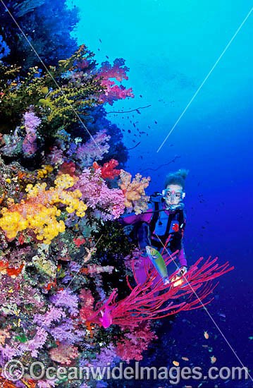 Scuba Diver Soft Coral reef photo