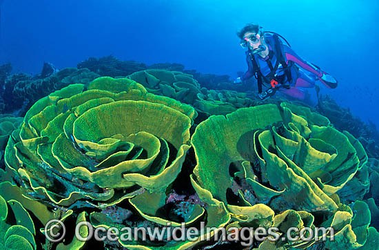 Scuba Diver exploring Cabbage Coral (Turbinaria reniformis) reef. Also known as Scroll Coral. Indo-Pacific Photo - Gary Bell