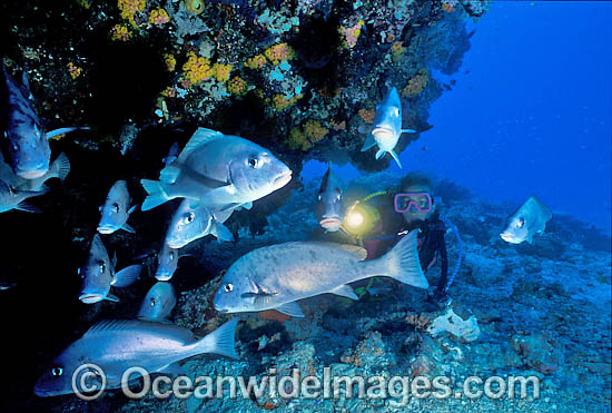 Scuba Diver and Painted Sweetlips photo
