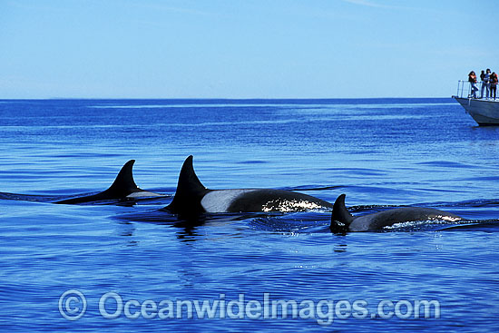 Killer Whale Orcinus orca photo