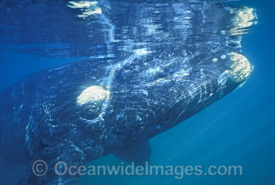 Southern Right Whale (Eubalaena australis). Located in Southern Australia. Classified Vulnerable on the IUCN Red List. Photo - Lin Sutherland Southern Right Whale (Eubalaena australis). Located in Southern Australia. Classified Vulnerable on the IUCN Red List. Photo - Lin Sutherland