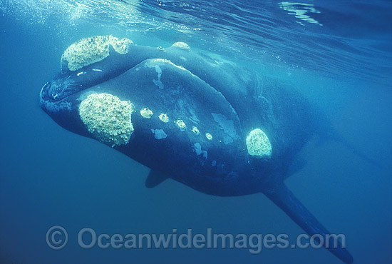 Southern Right Whale Eubalaena australis photo