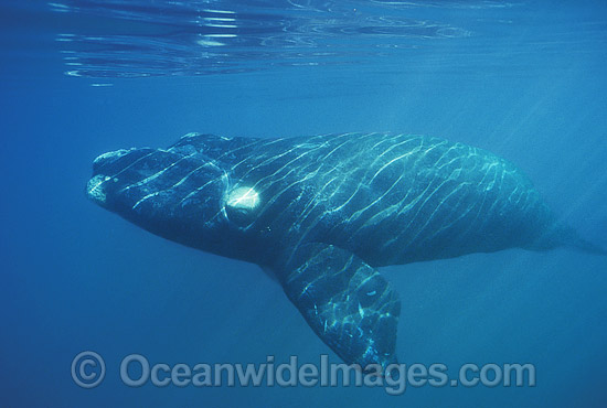 Southern Right Whale Eubalaena australis photo