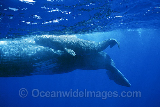 Sperm Whale Mother with newborn calf photo